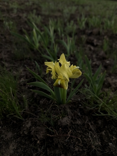 Dwarf Iris