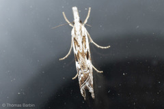 Catoptria oregonicus