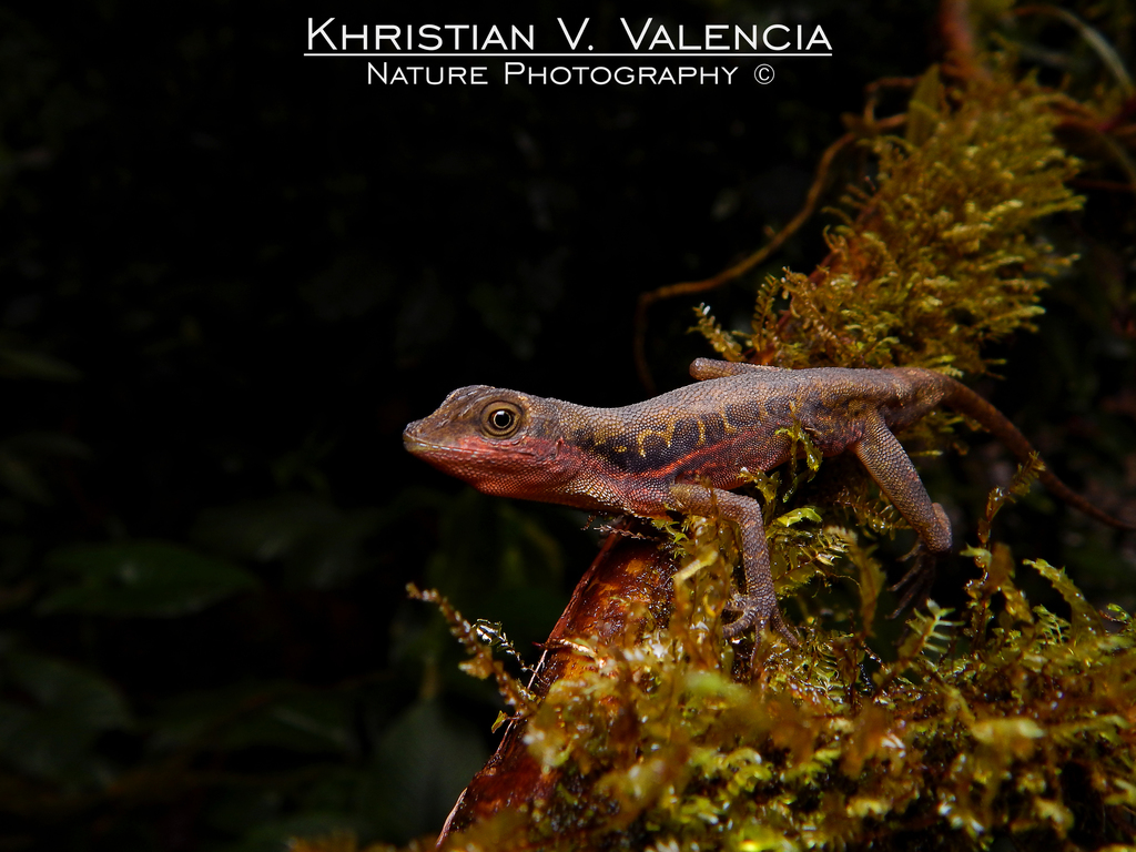 Big-Scaled Anole
