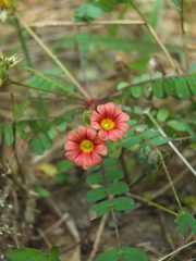 Biophytum poterioides