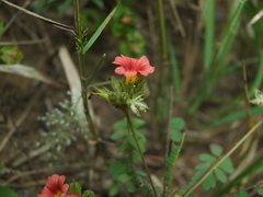 Biophytum poterioides
