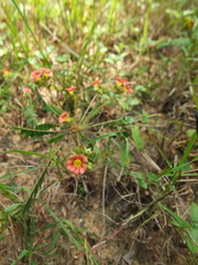 Biophytum poterioides