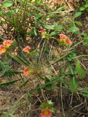 Biophytum poterioides