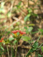 Biophytum poterioides