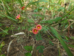 Biophytum poterioides