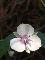 Calochortus minimus