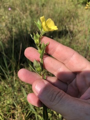 Ludwigia hirtella