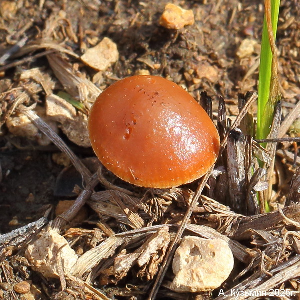 Гриб Deconica coprophila