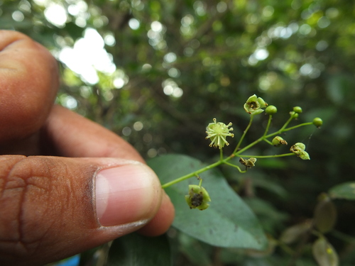 Blachia umbellata