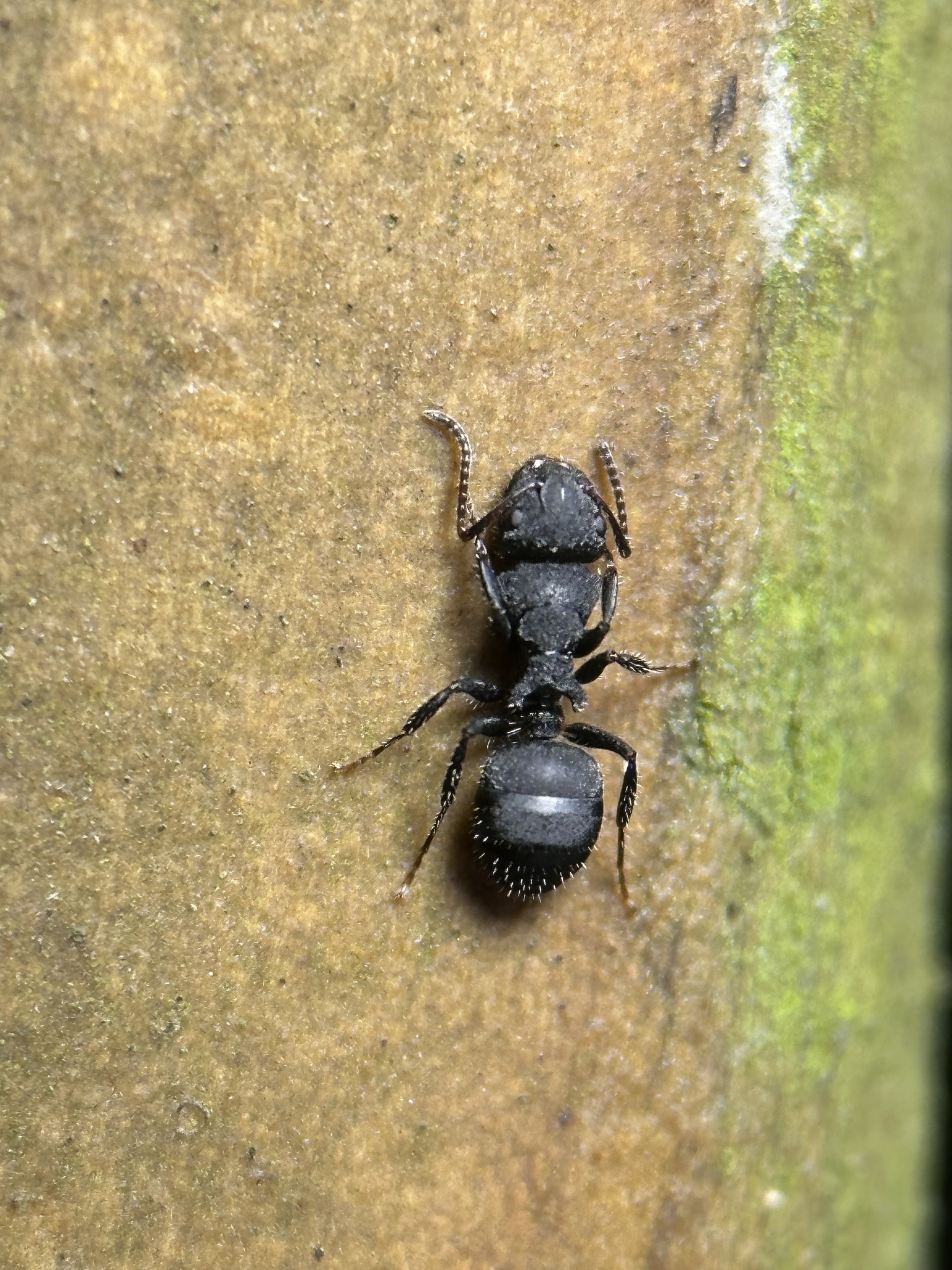 Camponotus obtusatus