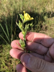 Ludwigia hirtella