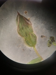 Ludwigia hirtella