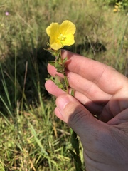 Ludwigia hirtella