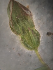 Ludwigia hirtella