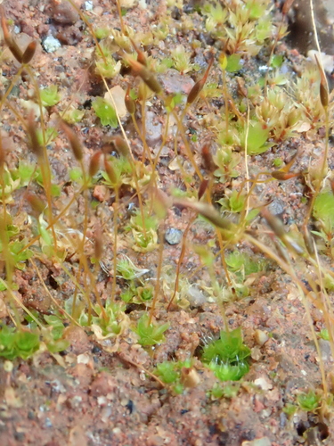 Image of Tortula cuneifolia by (c) Christian Berg, some rights reserved (CC BY)