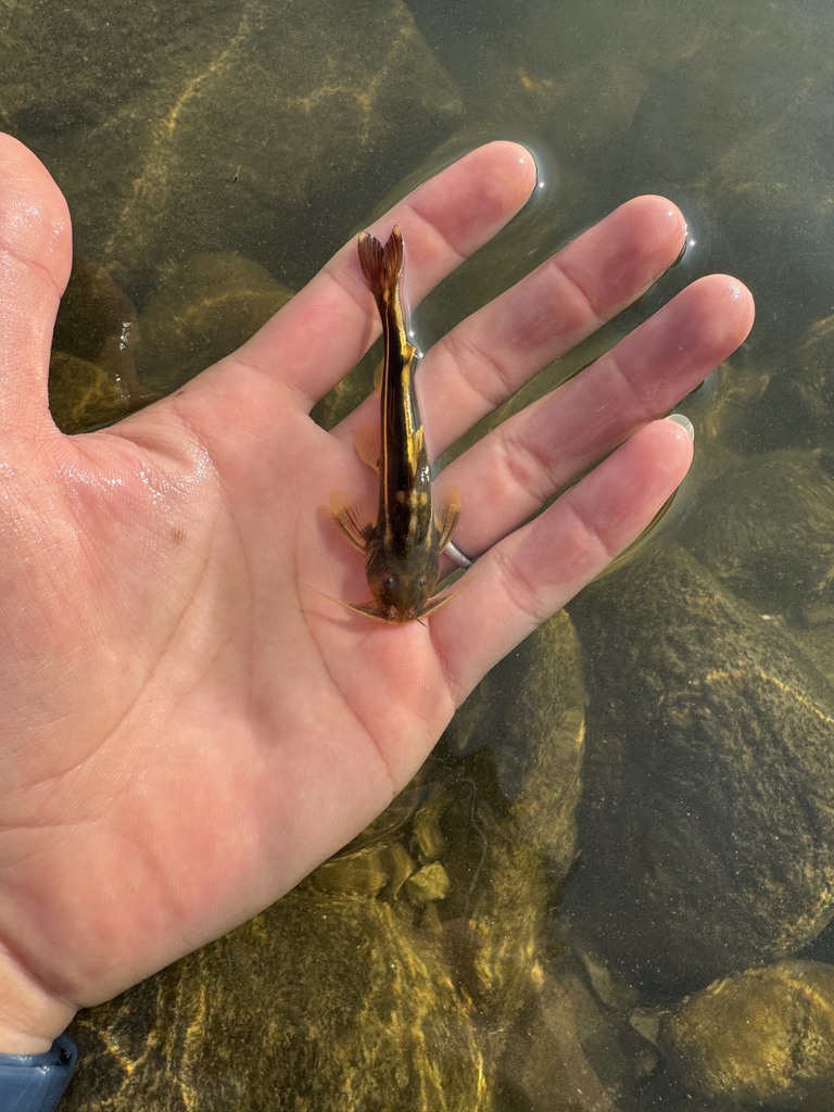 Three-Lined Catfish