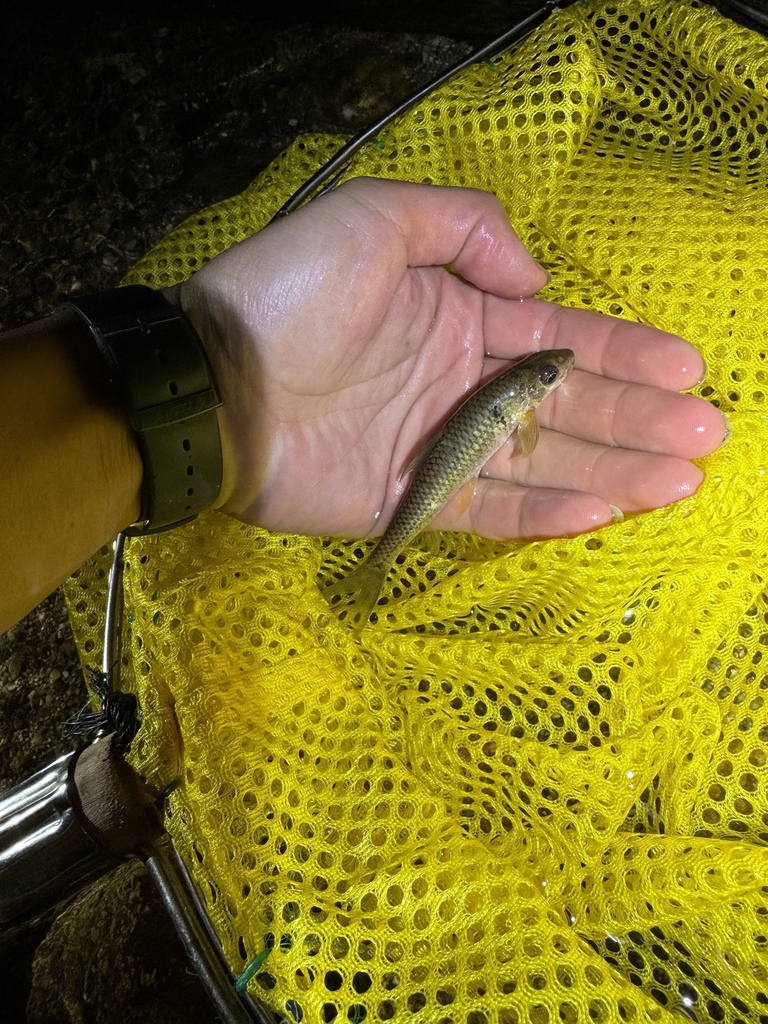 Burmese algae eater (Crossocheilus burmanicus) — Cyprinidae
