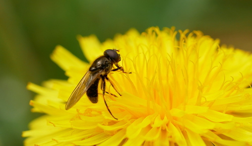 Parsley Blacklet, Wageningen, Nederland, photo 5 of 10