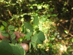 Breynia quadrangularis