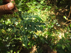 Breynia quadrangularis