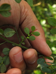 Breynia quadrangularis