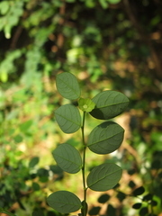Breynia quadrangularis