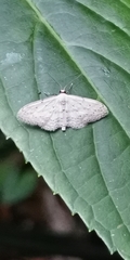 Idaea seriata