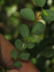 Breynia quadrangularis