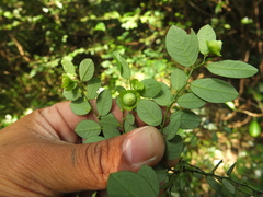 Breynia quadrangularis