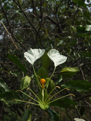 Cadaba trifoliata