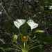 Cadaba trifoliata - Photo (c) Siddarth Machado,  זכויות יוצרים חלקיות (CC BY), הועלה על ידי Siddarth Machado