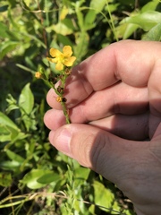 Hypericum setosum