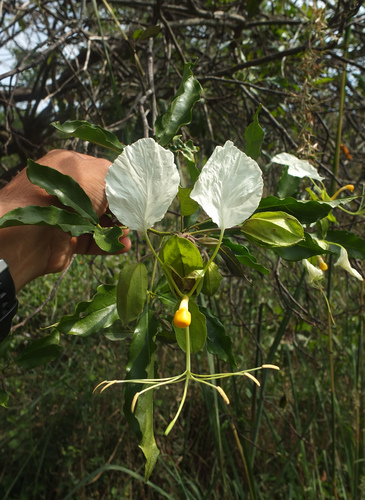 Image of Cadaba Trifoliata (Cadaba trifoliata) by (c) Siddarth Machado, some rights reserved (CC BY)