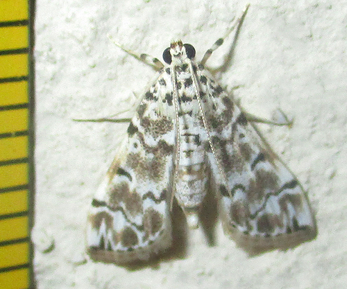 Metoeca foedalis