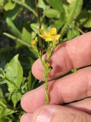 Hypericum setosum