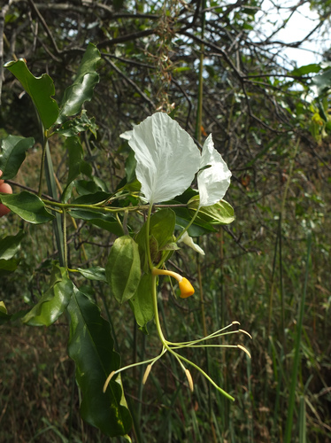 Image of Cadaba Trifoliata (Cadaba trifoliata) by (c) Siddarth Machado, some rights reserved (CC BY)