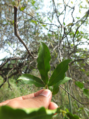 Cadaba trifoliata