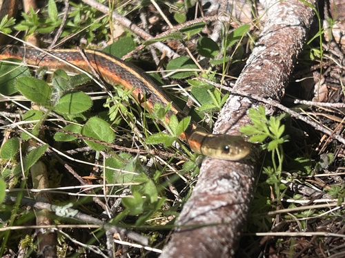 iNaturalist observation photo of Western Terrestrial Garter Snake