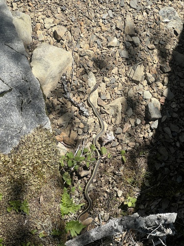 iNaturalist observation photo of Striped Racer