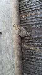 Peribatodes rhomboidaria