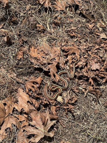 iNaturalist observation photo of Coast Garter Snake