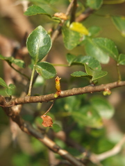 Commiphora berryi