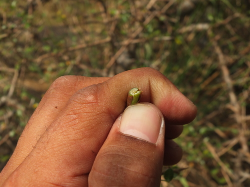 Commiphora berryi