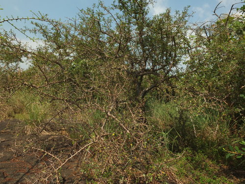 Commiphora berryi