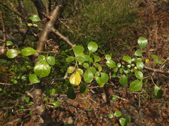 Commiphora berryi