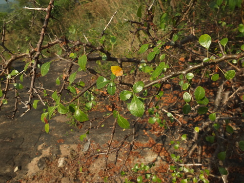 Commiphora berryi