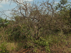 Commiphora berryi