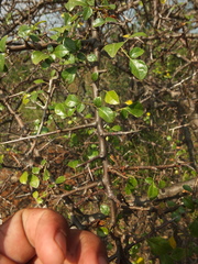Commiphora berryi