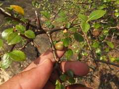 Commiphora berryi