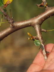 Commiphora berryi